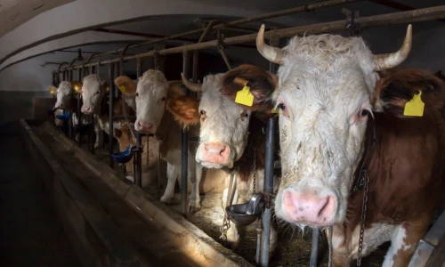 a2 Milk Company
